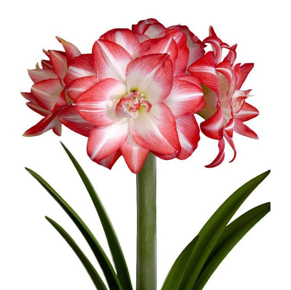 Flaming Peacock Amaryllis Hippeastrum Blooms Species Growing Bonsai Bulbs Roots Rhizomes Corms Tubers Potted Planting Reblooming Fragrant Garden Flower Seeds Plant  Size 12-16cm
