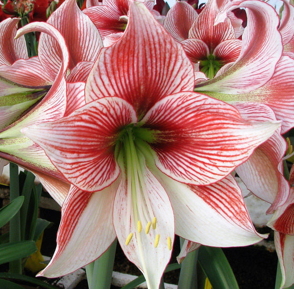 Glee Amaryllis Hippeastrum Blooms Species Growing Bonsai Bulbs Roots Rhizomes Corms Tubers Potted Planting Reblooming Fragrant Garden Flower Seeds Plant  Size 12-16cm