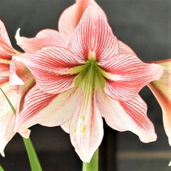 Glee Amaryllis Hippeastrum Blooms Species Growing Bonsai Bulbs Roots Rhizomes Corms Tubers Potted Planting Reblooming Fragrant Garden Flower Seeds Plant  Size 12-16cm