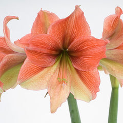 Half & Half Amaryllis Hippeastrum Blooms Species Growing Bonsai Bulbs Roots Rhizomes Corms Tubers Potted Planting Reblooming Fragrant Garden Flower Seeds Plant  Size 12-16cm