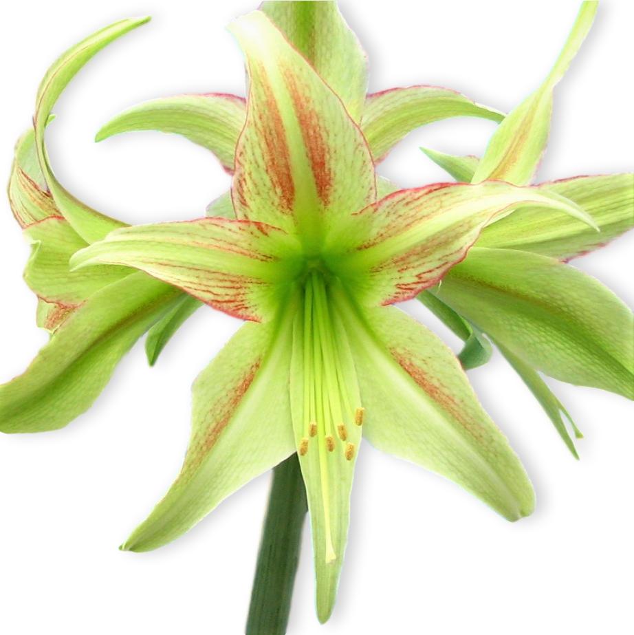 Lime Flare Amaryllis Hippeastrum Blooms Species Growing Bonsai Bulbs Roots Rhizomes Corms Tubers Potted Planting Reblooming Fragrant Garden Flower Seeds Plant  Size 12-16cm
