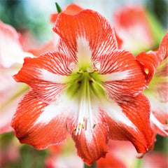 Candy Cane Collection Amaryllis Hippeastrum Blooms Species Growing Bonsai Bulbs Roots Rhizomes Corms Tubers Potted Planting Reblooming Fragrant Garden Flower Seeds Plant  Size 12-16cm