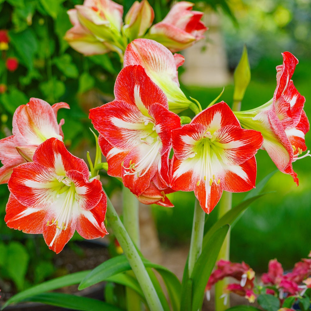 Minerva Amaryllis Hippeastrum Blooms Species Growing Bonsai Bulbs Roots  Rhizomes Corms Tubers Potted Planting Reblooming Fragrant Garden Flower  Seeds Plant Size 12-16cm