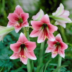 Misty Fragrant Amaryllis Hippeastrum Blooms Species Growing Bonsai Bulbs Roots Rhizomes Corms Tubers Potted Planting Reblooming Fragrant Garden Flower Seeds Plant  Size 12-16cm
