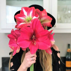 Magic Medley Mix Amaryllis Hippeastrum Blooms Species Growing Bonsai Bulbs Roots Rhizomes Corms Tubers Potted Planting Reblooming Fragrant Garden Flower Seeds Plant  Size 12-16cm