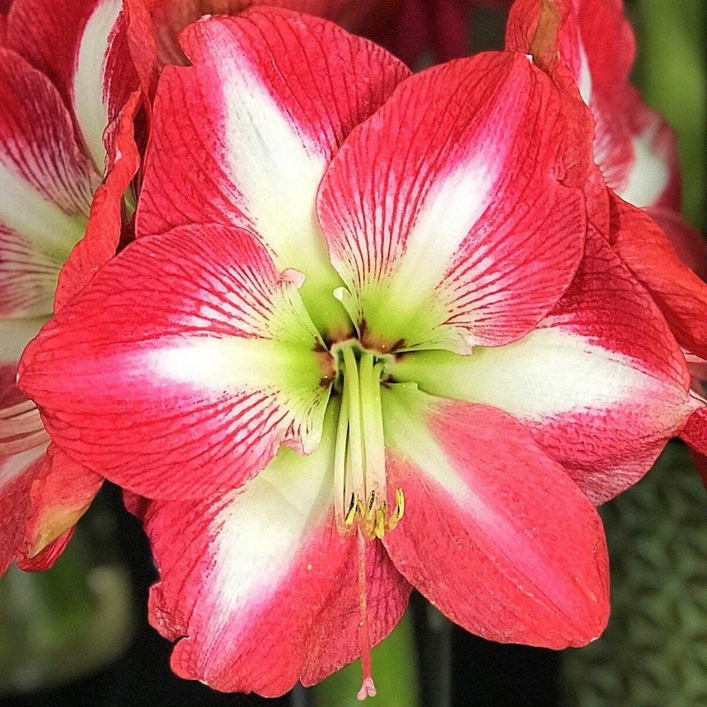 Monte Carlo Amaryllis Hippeastrum Blooms Species Growing Bonsai Bulbs Roots Rhizomes Corms Tubers Potted Planting Reblooming Fragrant Garden Flower Seeds Plant  Size 12-16cm - Seedsplant