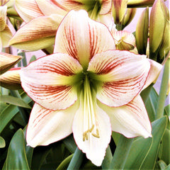 Candy Cane Collection Amaryllis Hippeastrum Blooms Species Growing Bonsai Bulbs Roots Rhizomes Corms Tubers Potted Planting Reblooming Fragrant Garden Flower Seeds Plant  Size 12-16cm