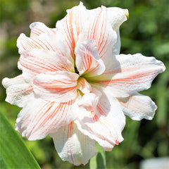 Nymph Amaryllis Hippeastrum Blooms Species Growing Bonsai Bulbs Roots Rhizomes Corms Tubers Potted Planting Reblooming Fragrant Garden Flower Seeds Plant  Size 12-16cm