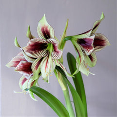 Papilio Butterfly Amaryllis Hippeastrum Blooms Species Growing Bonsai Bulbs Roots Rhizomes Corms Tubers Potted Planting Reblooming Fragrant Garden Flower Seeds Plant  Size 12-16cm