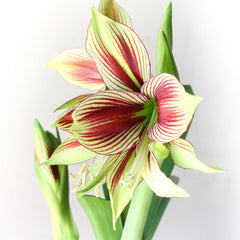 Papilio Butterfly Amaryllis Hippeastrum Blooms Species Growing Bonsai Bulbs Roots Rhizomes Corms Tubers Potted Planting Reblooming Fragrant Garden Flower Seeds Plant  Size 12-16cm