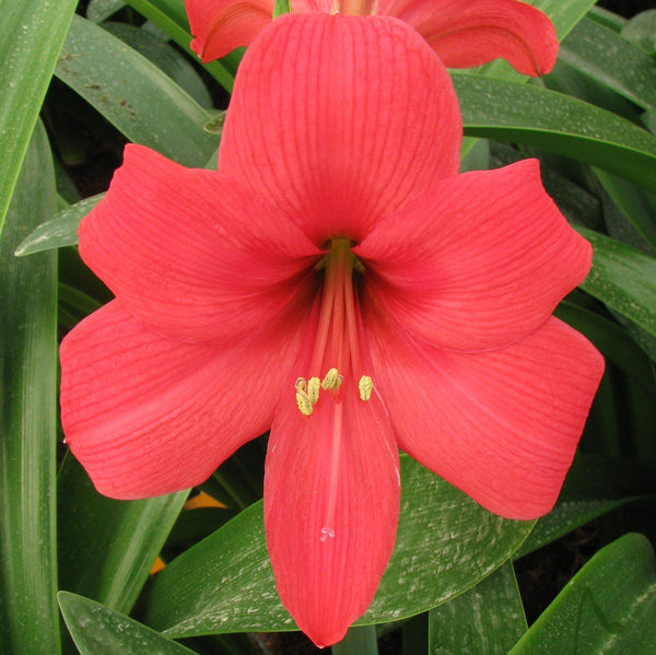 Pink Pizzazz Amaryllis Hippeastrum Blooms Species Growing Bonsai Bulbs Roots Rhizomes Corms Tubers Potted Planting Reblooming Fragrant Garden Flower Seeds Plant  Size 12-16cm