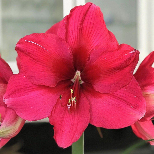 Pink Surprise Amaryllis Hippeastrum Blooms Species Growing Bonsai Bulbs Roots Rhizomes Corms Tubers Potted Planting Reblooming Fragrant Garden Flower Seeds Plant  Size 12-16cm
