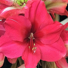Pink Surprise Amaryllis Hippeastrum Blooms Species Growing Bonsai Bulbs Roots Rhizomes Corms Tubers Potted Planting Reblooming Fragrant Garden Flower Seeds Plant  Size 12-16cm