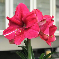 Pink Surprise Amaryllis Hippeastrum Blooms Species Growing Bonsai Bulbs Roots Rhizomes Corms Tubers Potted Planting Reblooming Fragrant Garden Flower Seeds Plant  Size 12-16cm