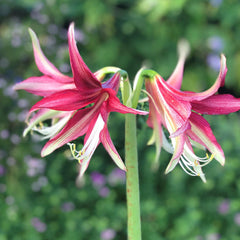 Quito Amaryllis Hippeastrum Blooms Species Growing Bonsai Bulbs Roots Rhizomes Corms Tubers Potted Planting Reblooming Fragrant Garden Flower Seeds Plant  Size 12-16cm