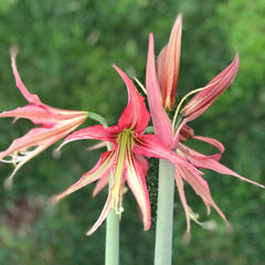Quito Amaryllis Hippeastrum Blooms Species Growing Bonsai Bulbs Roots Rhizomes Corms Tubers Potted Planting Reblooming Fragrant Garden Flower Seeds Plant  Size 12-16cm