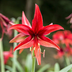 Rosado Amaryllis Hippeastrum Blooms Species Growing Bonsai Bulbs Roots Rhizomes Corms Tubers Potted Planting Reblooming Fragrant Garden Flower Seeds Plant  Size 12-16cm - Seedsplant
