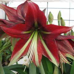Ruby Star Amaryllis Hippeastrum Blooms Species Growing Bonsai Bulbs Roots Rhizomes Corms Tubers Potted Planting Reblooming Fragrant Garden Flower Seeds Plant  Size 12-16cm