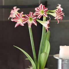 Santiago Amaryllis Hippeastrum Blooms Species Growing Bonsai Bulbs Roots Rhizomes Corms Tubers Potted Planting Reblooming Fragrant Garden Flower Seeds Plant  Size 12-16cm