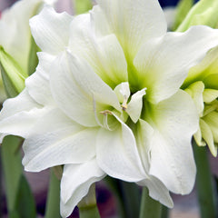 White Clouds Duo Amaryllis Hippeastrum Blooms Species Growing Bonsai Bulbs Roots Rhizomes Corms Tubers Potted Planting Reblooming Fragrant Garden Flower Seeds Plant  Size 12-16cm - Seedsplant