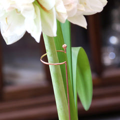 Support Stakes Trio Amaryllis Hippeastrum Blooms Species Growing Bonsai Bulbs Roots Rhizomes Corms Tubers Potted Planting Reblooming Fragrant Garden Flower Seeds Plant  Size 12-16cm