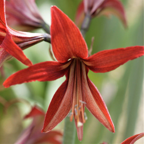 Sumatra Amaryllis Hippeastrum Blooms Species Growing Bonsai Bulbs Roots Rhizomes Corms Tubers Potted Planting Reblooming Fragrant Garden Flower Seeds Plant  Size 12-16cm
