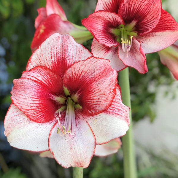 Temptation Amaryllis Hippeastrum Blooms Species Growing Bonsai Bulbs Roots Rhizomes Corms Tubers Potted Planting Reblooming Fragrant Garden Flower Seeds Plant  Size 12-16cm