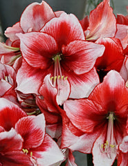 Jumbo Amaryllis Temptation Hippeastrum Blooms Species Growing Bonsai Bulbs Roots Rhizomes Corms Tubers Potted Planting Reblooming Fragrant Garden Flower Seeds Plant  Size 12-16cm