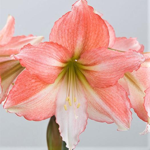 Tinkerbell Amaryllis Hippeastrum Blooms Species Growing Bonsai Bulbs Roots Rhizomes Corms Tubers Potted Planting Reblooming Fragrant Garden Flower Seeds Plant  Size 12-16cm