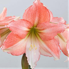 Tinkerbell Amaryllis Hippeastrum Blooms Species Growing Bonsai Bulbs Roots Rhizomes Corms Tubers Potted Planting Reblooming Fragrant Garden Flower Seeds Plant  Size 12-16cm