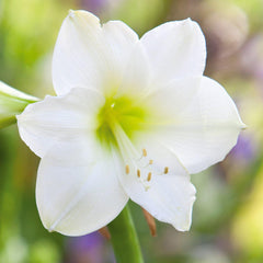 White Clouds Duo Amaryllis Hippeastrum Blooms Species Growing Bonsai Bulbs Roots Rhizomes Corms Tubers Potted Planting Reblooming Fragrant Garden Flower Seeds Plant  Size 12-16cm - Seedsplant