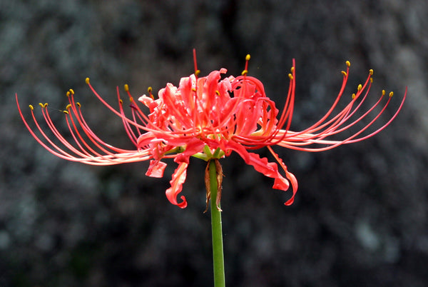 Ok Lycoris Spider Lilies Bulbs Radiata Hurricane Lily Cluster Amayllis Growing Bonsai Roots Rhizomes Corms Tubers Potted Planting Reblooming Fragrant Garden Species Blooms Flower Seeds Plant Gardening