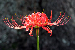 Ok Lycoris Spider Lilies Bulbs Radiata Hurricane Lily Cluster Amayllis Growing Bonsai Roots Rhizomes Corms Tubers Potted Planting Reblooming Fragrant Garden Species Blooms Flower Seeds Plant Gardening