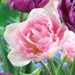 Award Winning Tulip Bulbs Collection Blooms Species Growing Bonsai Roots Rhizomes Corms Tubers Potted Planting Reblooming Fragrant Garden Flower Seeds Plant