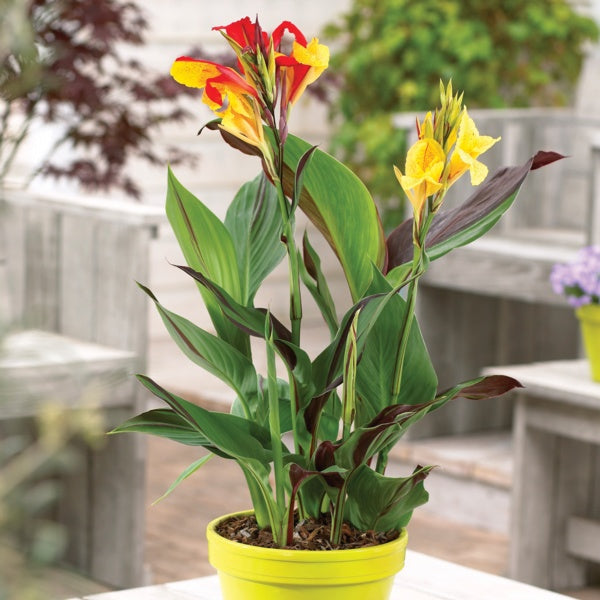 Rainbow Canna Bulbs Perennial Growing Bonsai Roots Rhizomes Corms Tubers Potted Planting Reblooming Fragrant Garden Species Blooms Flower Seeds Plant Gardening
