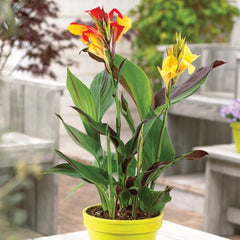 Rainbow Canna Bulbs Perennial Growing Bonsai Roots Rhizomes Corms Tubers Potted Planting Reblooming Fragrant Garden Species Blooms Flower Seeds Plant Gardening