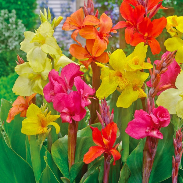 Stuttgart Canna Bulbs Perennial Growing Bonsai Roots Rhizomes Corms Tubers Potted Planting Reblooming Fragrant Garden Species Blooms Flower Seeds Plant Gardening