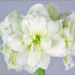 Snow Drift Amaryllis Hippeastrum Blooms Species Growing Bonsai Bulbs Roots Rhizomes Corms Tubers Potted Planting Reblooming Fragrant Garden Flower Seeds Plant  Size 12-16cm
