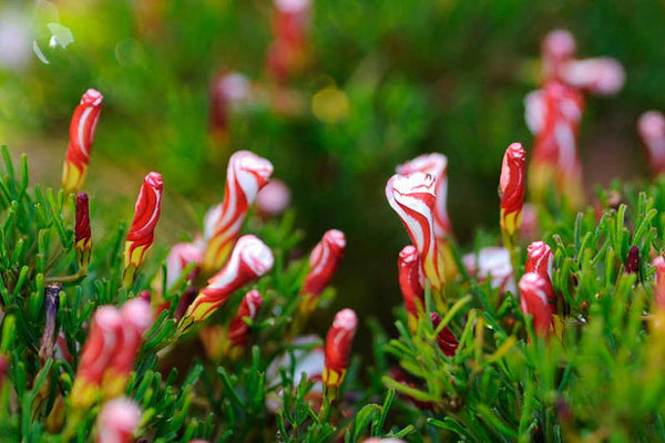 Hot Sell Cheap Oxalis Bulbs Wood Sorrel Shamrock Perennial Growing Bonsai Roots Rhizomes Corms Tubers Potted Planting Reblooming Fragrant Garden Species Blooms Flower Seeds Plant Gardening