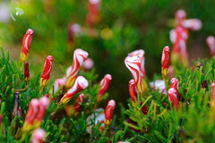 Hot Sell Cheap Oxalis Bulbs Wood Sorrel Shamrock Perennial Growing Bonsai Roots Rhizomes Corms Tubers Potted Planting Reblooming Fragrant Garden Species Blooms Flower Seeds Plant Gardening