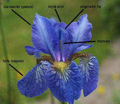 Iris species Iris Roots Bulbs Garden Fragrant Flower Seeds Plants Multiply Rapidly Gorgeous Reblooming Home Balcony Bonsai Hybrids Spanish Irises Dutch Irises