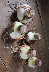 Blossom Peacock Amaryllis Hippeastrum Blooms Species Growing Bonsai Bulbs Roots Rhizomes Corms Tubers Potted Planting Reblooming Fragrant Garden Flower Seeds Plant  Size 12-16cm