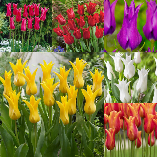 Tulip Bulbs Fluted Bargain Collection Blooms Species Growing Bonsai Roots Rhizomes Corms Tubers Potted Planting Reblooming Fragrant Garden Flower Seeds Plant