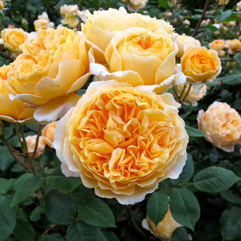 English Rose Seedlings Flower Seeds Perennial Growing Bonsai Corms Tubers Potted Planting Reblooming Fragrant Garden Roots Rhizomes Species Blooms Plant Bulbs Gardening Tree