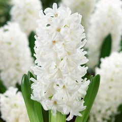 Hyacinth Collection Bulbs Blooms Species Growing Bonsai Roots Rhizomes Corms Tubers Potted Planting Reblooming Fragrant Garden Flower Seeds Plant Gardening