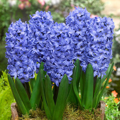 Hyacinth Collection Bulbs Blooms Species Growing Bonsai Roots Rhizomes Corms Tubers Potted Planting Reblooming Fragrant Garden Flower Seeds Plant Gardening