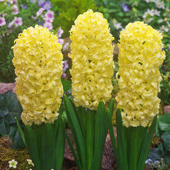 Hyacinth Collection Bulbs Blooms Species Growing Bonsai Roots Rhizomes Corms Tubers Potted Planting Reblooming Fragrant Garden Flower Seeds Plant Gardening