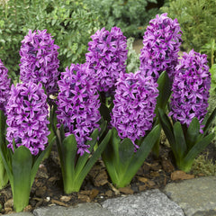 Hyacinth Collection Bulbs Blooms Species Growing Bonsai Roots Rhizomes Corms Tubers Potted Planting Reblooming Fragrant Garden Flower Seeds Plant Gardening