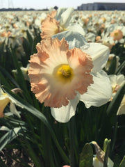 Daffodil British Gamble Narcissus Bulbs Blooms Species Growing Bonsai Roots Rhizomes Corms Tubers Potted Planting Reblooming Fragrant Garden Flower Seeds Plant