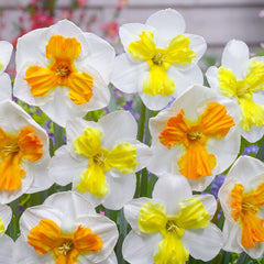 Butterfly Daffodil Collection Narcissus Bulbs Blooms Species Growing Bonsai Roots Rhizomes Corms Tubers Potted Planting Reblooming Fragrant Garden Flower Seeds Plant - Seedsplant